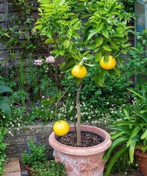 small lemon tree in conca limoni pot