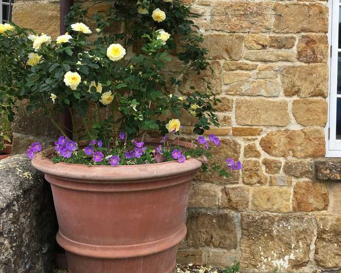 yellow rose in terracotta planter