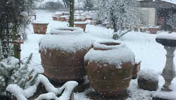 How to Overwinter Plants in Terracotta Pots