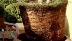 Caring for Pot-Bound Plants