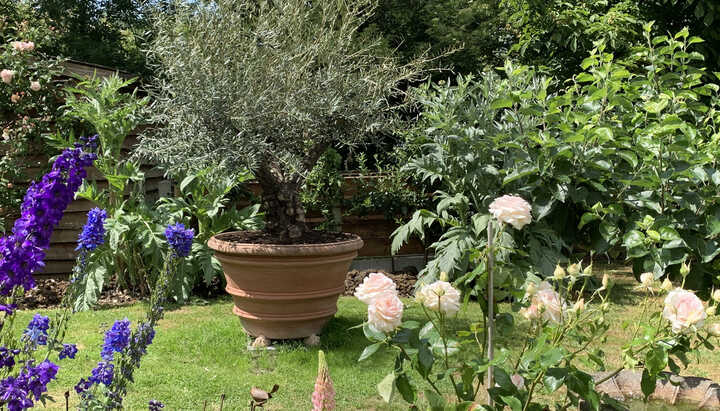 Planting an Olive Tree