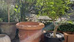 To Pot or Pot in a Pot; That is The Question!