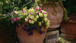 January Plans For Your Spring Garden