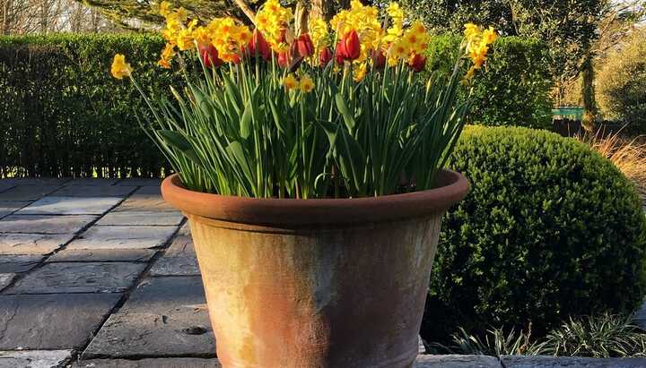 Selecting the Best Terracotta Pot for your Plant