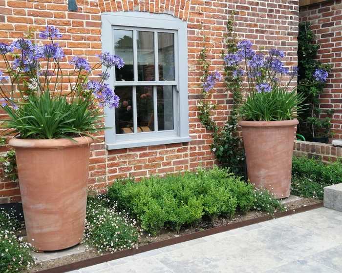 Agapanthus in two large terracotta planters