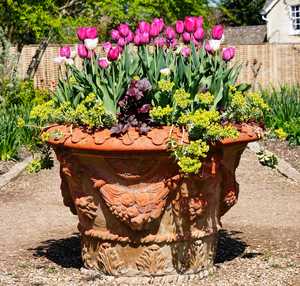 Purple tulips planted in a large decorative terracotta pot