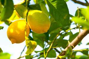 lemon tree up close