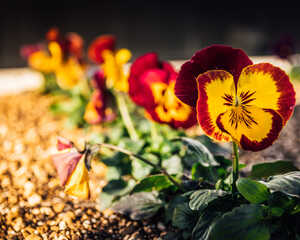red and yellow winter pansies