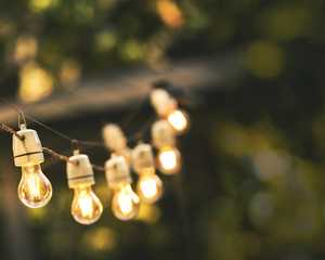 evergreen plants in terracotta pots