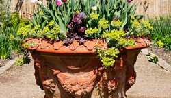How to prepare terracotta pots for planting