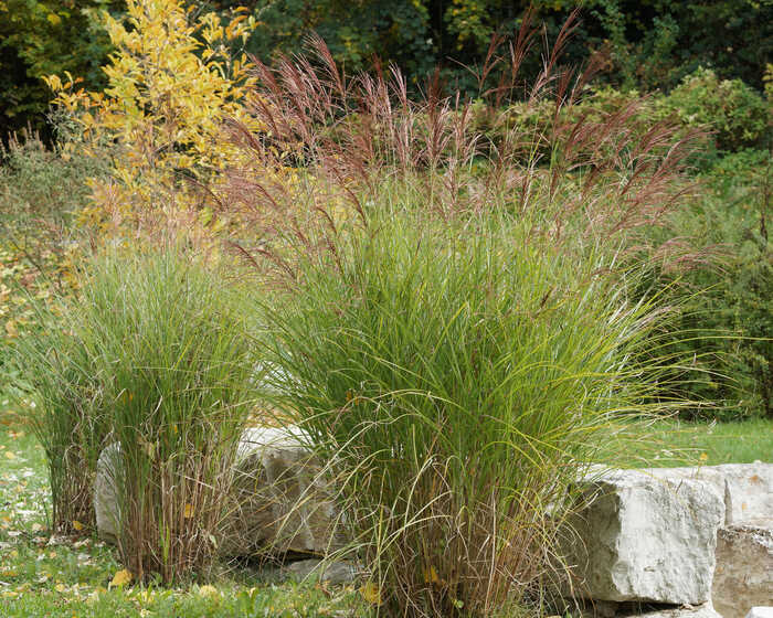 lavender in large terracotta pot