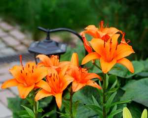 orange lilies