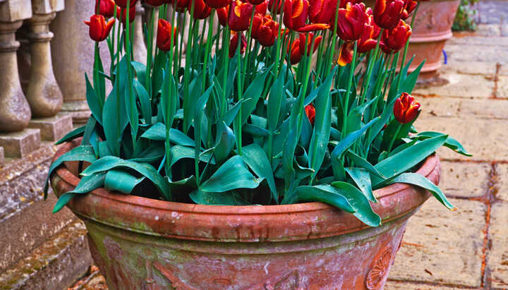 How To Plant Summer Flowering Bulbs for the Best Container Displays