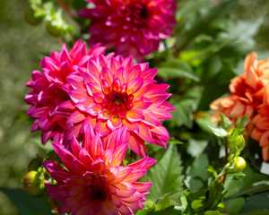 Pink dahlias