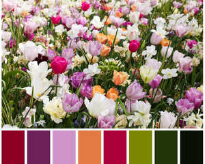 Some pastel coloured tulips with a colour palette underneath