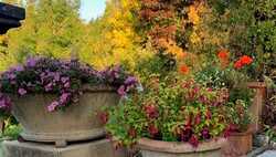 Fiery Foliage and Terracotta Planters for Your Autumn Garden