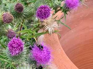 a bee on a thistle near a terracotta pot