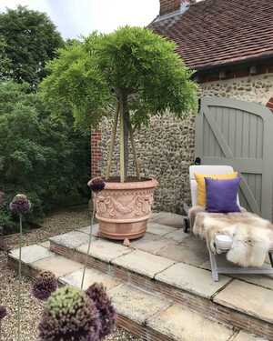 Tree planet in a Conca Duchessa terracotta pot on the patio Tree planet in a Conca Duchessa terracotta pot on the patio