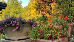 How adding large terracotta pots to your garden can change the landscape
