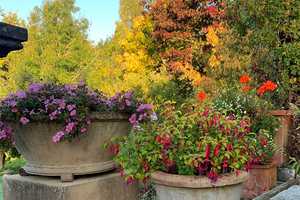 flowers in large terracotta pots in a pretty garden with autumnal trees in the background