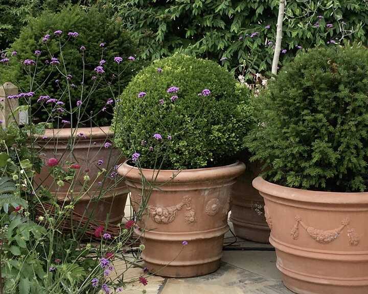 evergreen plants in terracotta pots