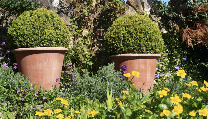 The Benefits of Choosing Low-Maintenance Evergreen Plants For Your Garden