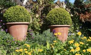 Shrubs in large terracotta pots 