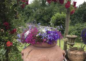 Large planter with colourful lobelia planted in pinks, purples and white