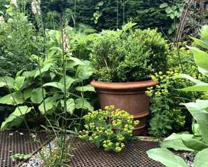 shrubs in terracotta pots