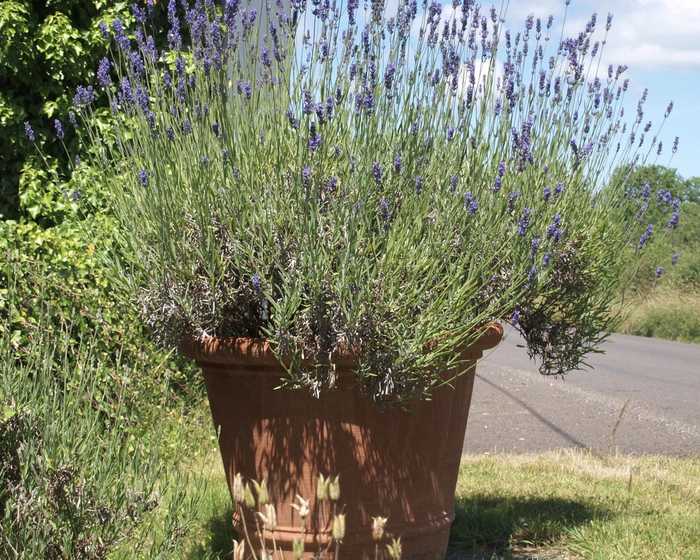 lavender in large terracotta pot