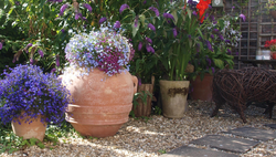 Why Choose Terracotta Pots over Plastic?