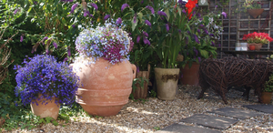 terracotta oil jar and pots