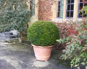 terracotta pot and shrub