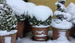 A Winter Potting Guide For Large Terracotta Pots