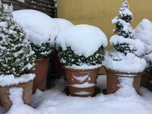 snow covered pots