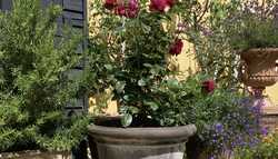 Can You Grow Roses in Large Terracotta Pots?
