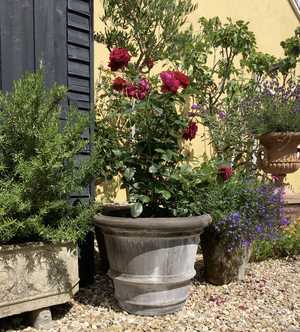 rose in mud mountain pot