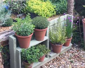 teracotta pots herb garden on wooden staging