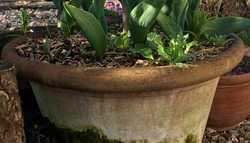 A Guide For Choosing and Using Terracotta Pots In Your Garden