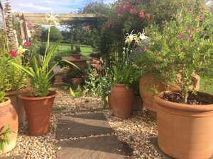 summer garden with terracotta pots