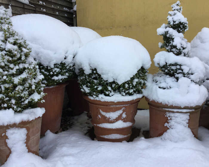 snow covered terracotta pot and shrubs
