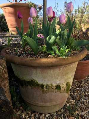A summer flower display in terracotta pots