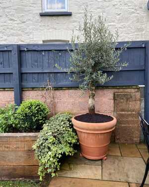 Due Orli terracotta pot