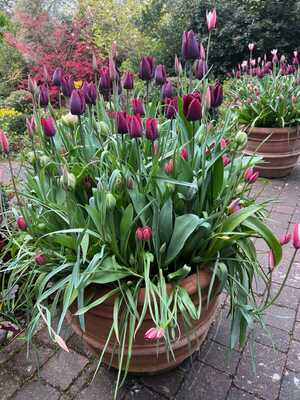 Potted tulips in multiple colors, lush greenery around them, on a stone pathway.