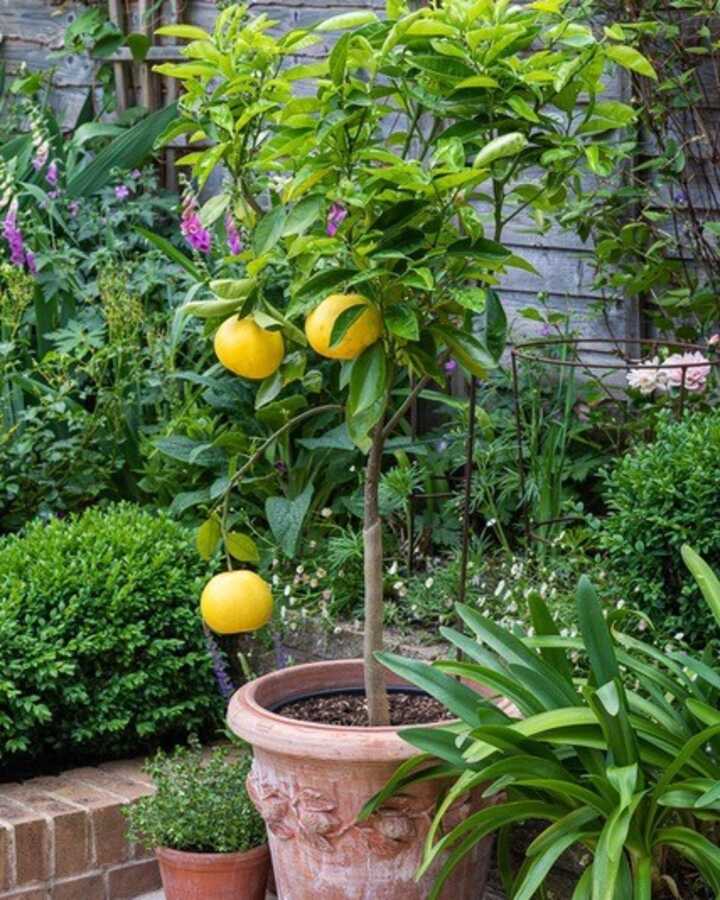 Conca Limoni with small lemon tree