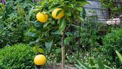 Can You Grow Lemon Trees in the UK?