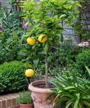 small lemon tree in conca limoni terracotta pot