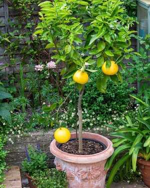lemon tree in a terracotta planter lemon tree in a terracotta planter