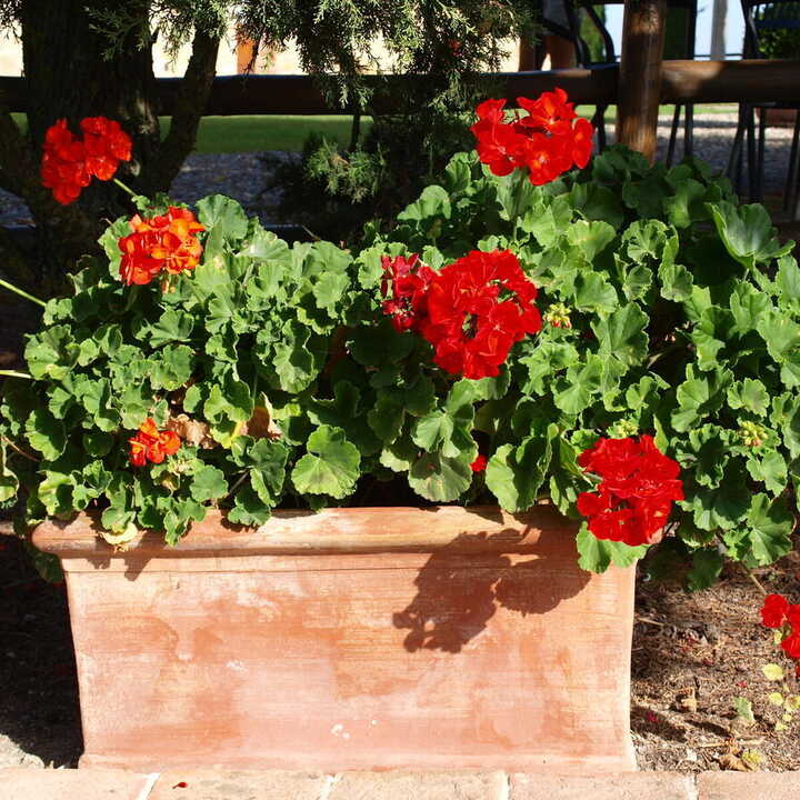 Cubo Grande terracotta pot in a sun-baked garden