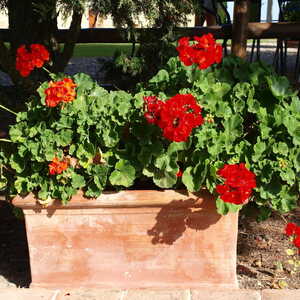Cubo Grande terracotta pot in a sun-baked garden